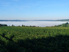 Champagne LECLERE-TORRENS - 